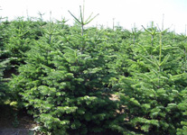 Weihnachtsbäume